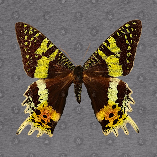 Beautiful Madagascan sunset moth by Blue Butterfly Designs 